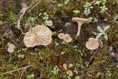 Arrhenia rickenii