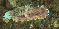 Goniobranchus