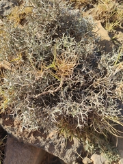 Convolvulus acanthocladus