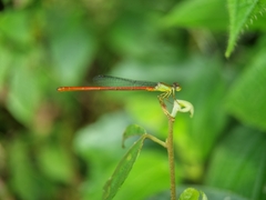 Ceriagrion chaoi