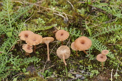 Omphalina pyxidata