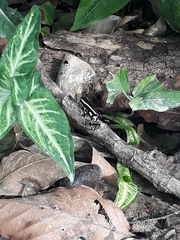 Dendrobates truncatus