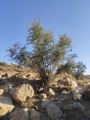 Ziziphus hajarensis