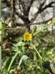Sonchus