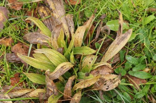 Spilopodia nervisequia