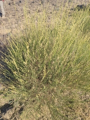 Ochradenus aucheri
