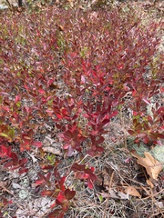 Vaccinium tenellum