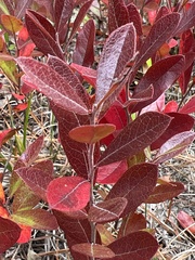 Vaccinium tenellum