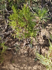 Juniperus seravschanica