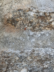 Leiobunum limbatum