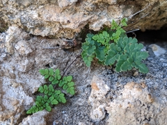 Oeosporangium