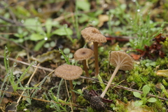 Arrhenia peltigerina