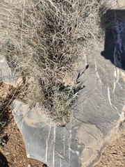 Helichrysum glumaceum