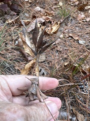Tephrosia virginiana