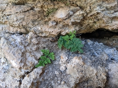 Oeosporangium