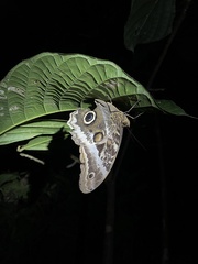 Caligo atreus
