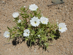Nolana baccata