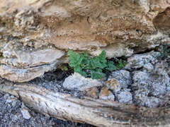Oeosporangium