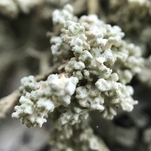 Tremella everniae image