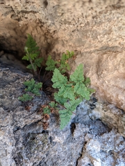 Oeosporangium
