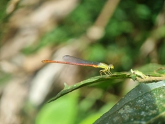 Ceriagrion chaoi