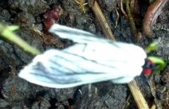 Polygrammodes quatrilis