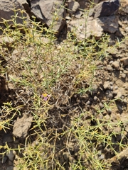 Zygophyllum indicum