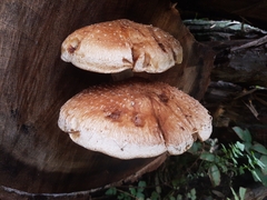 Hemipholiota