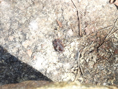 Vaejovis carolinianus