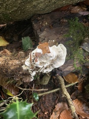 Fungi