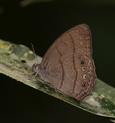 Taygetina oreba