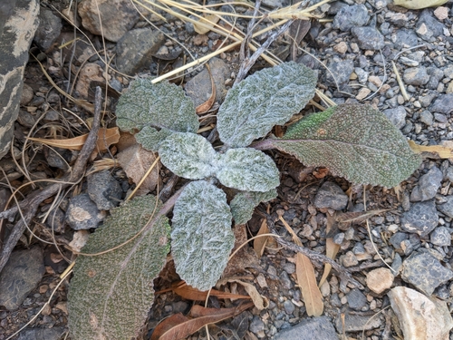 Desert Fever Sage (Salvia macrosiphon)