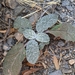 Desert Fever Sage - Photo (c) Jerome Viard, some rights reserved (CC BY-NC), uploaded by Jerome Viard