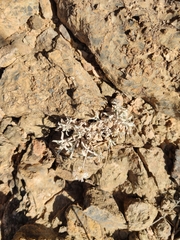 Helichrysum glumaceum