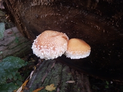 Hemipholiota