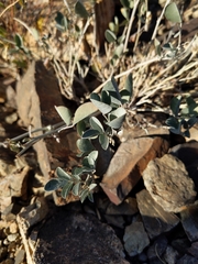 Indigofera articulata