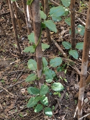 Boquila trifoliolata