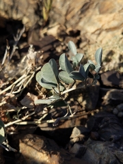 Indigofera articulata