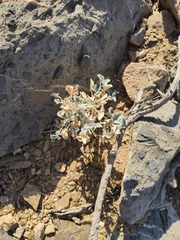 Magnoliopsida
