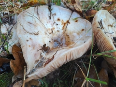 Lactarius controversus