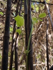 Boquila trifoliolata