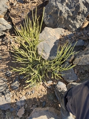 Euphorbia larica