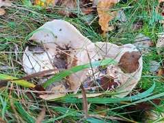 Lactarius controversus