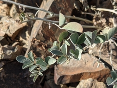 Indigofera articulata