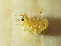 Vibidia duodecimguttata