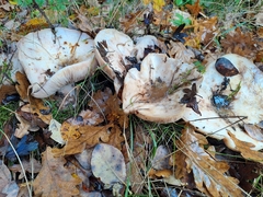Lactarius controversus