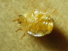 Vibidia duodecimguttata