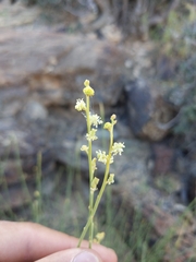 Ochradenus aucheri