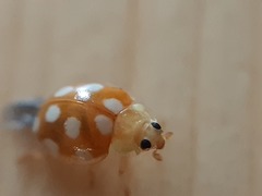 Vibidia duodecimguttata