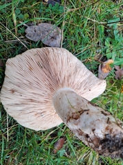 Lactarius controversus